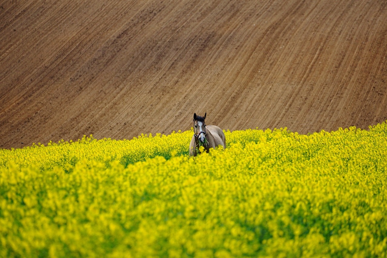 Horse Racing